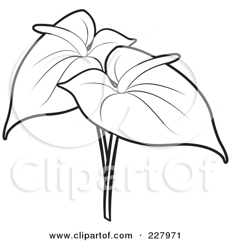 Anthurium coloring #19, Download drawings