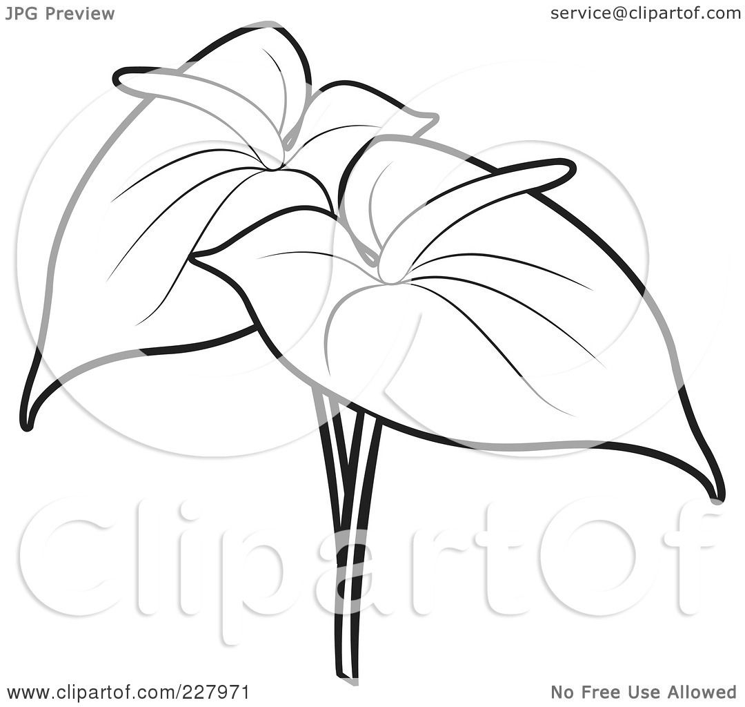 Anthurium coloring #8, Download drawings