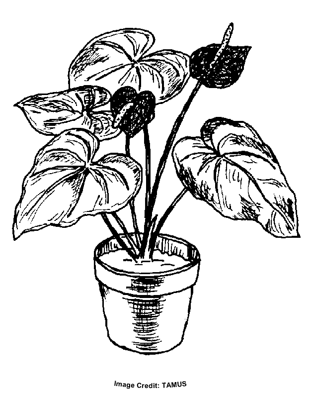 Anthurium coloring #18, Download drawings