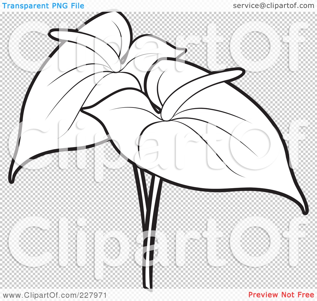 Anthurium coloring #6, Download drawings