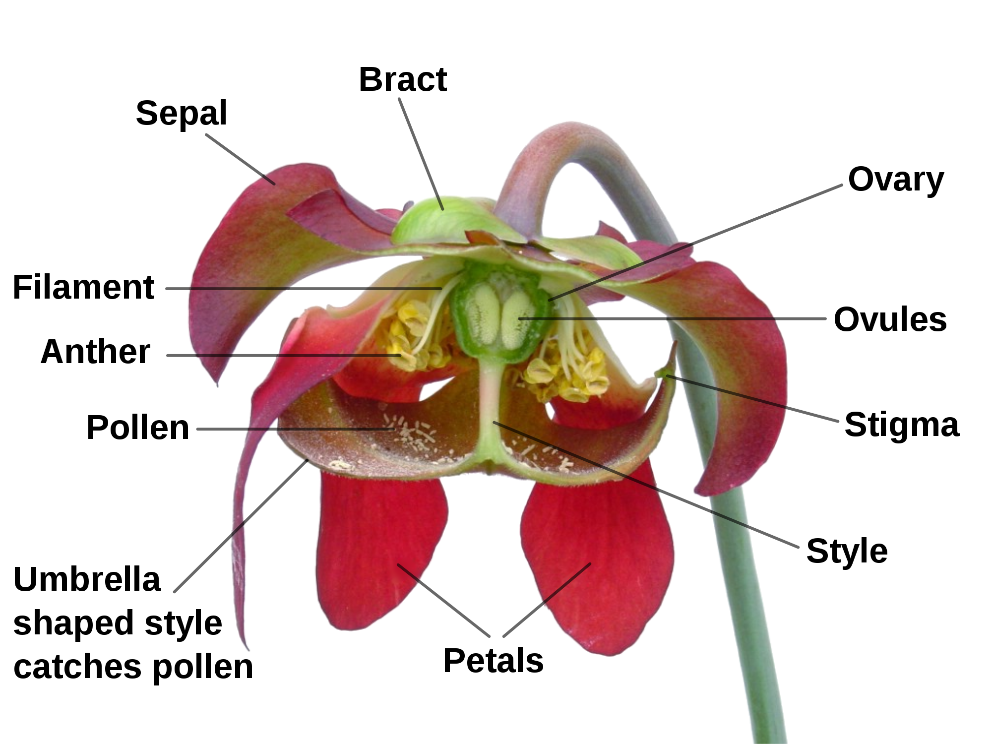Carnivorous Plant svg #20, Download drawings