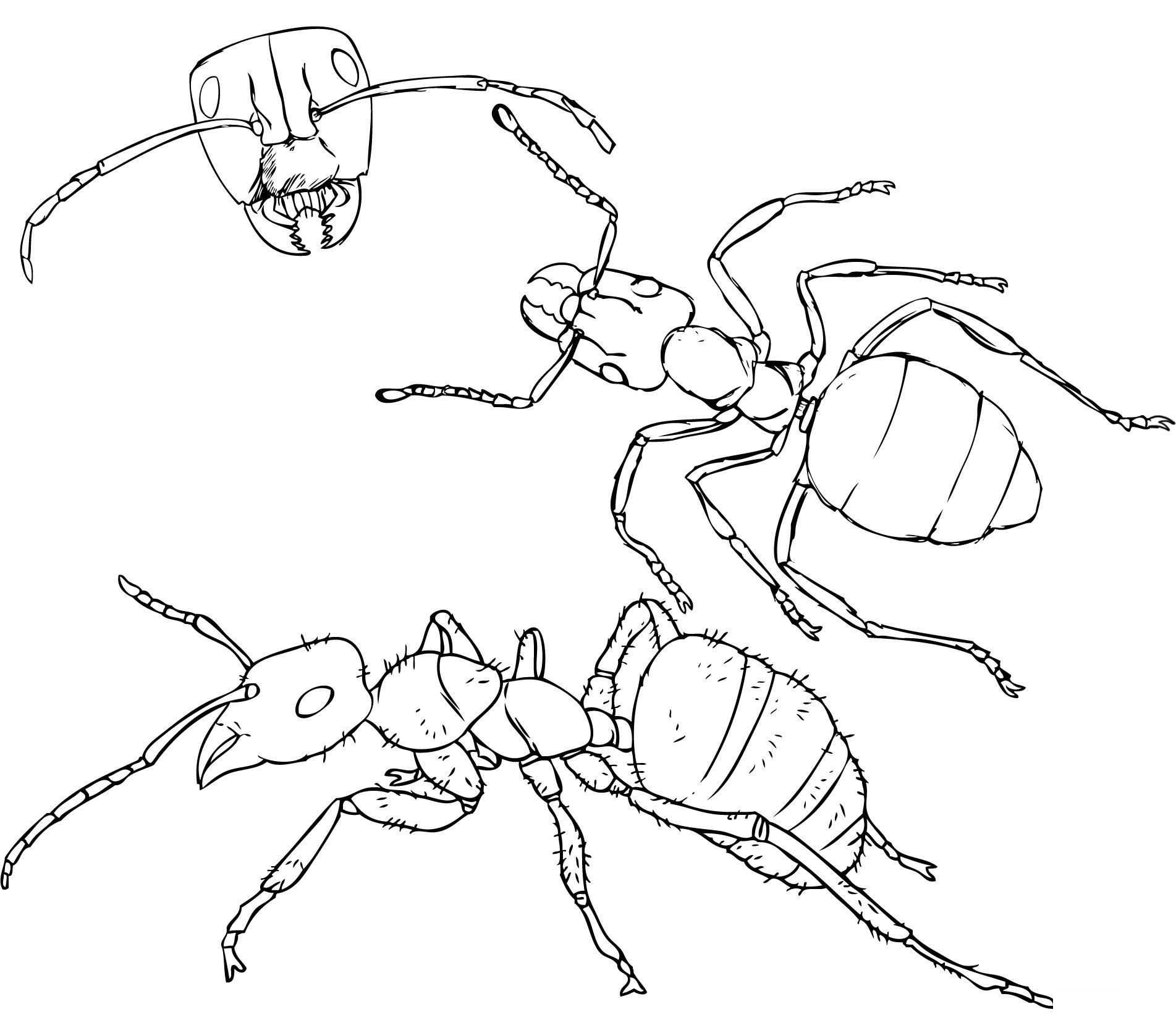 Ants coloring #2, Download drawings