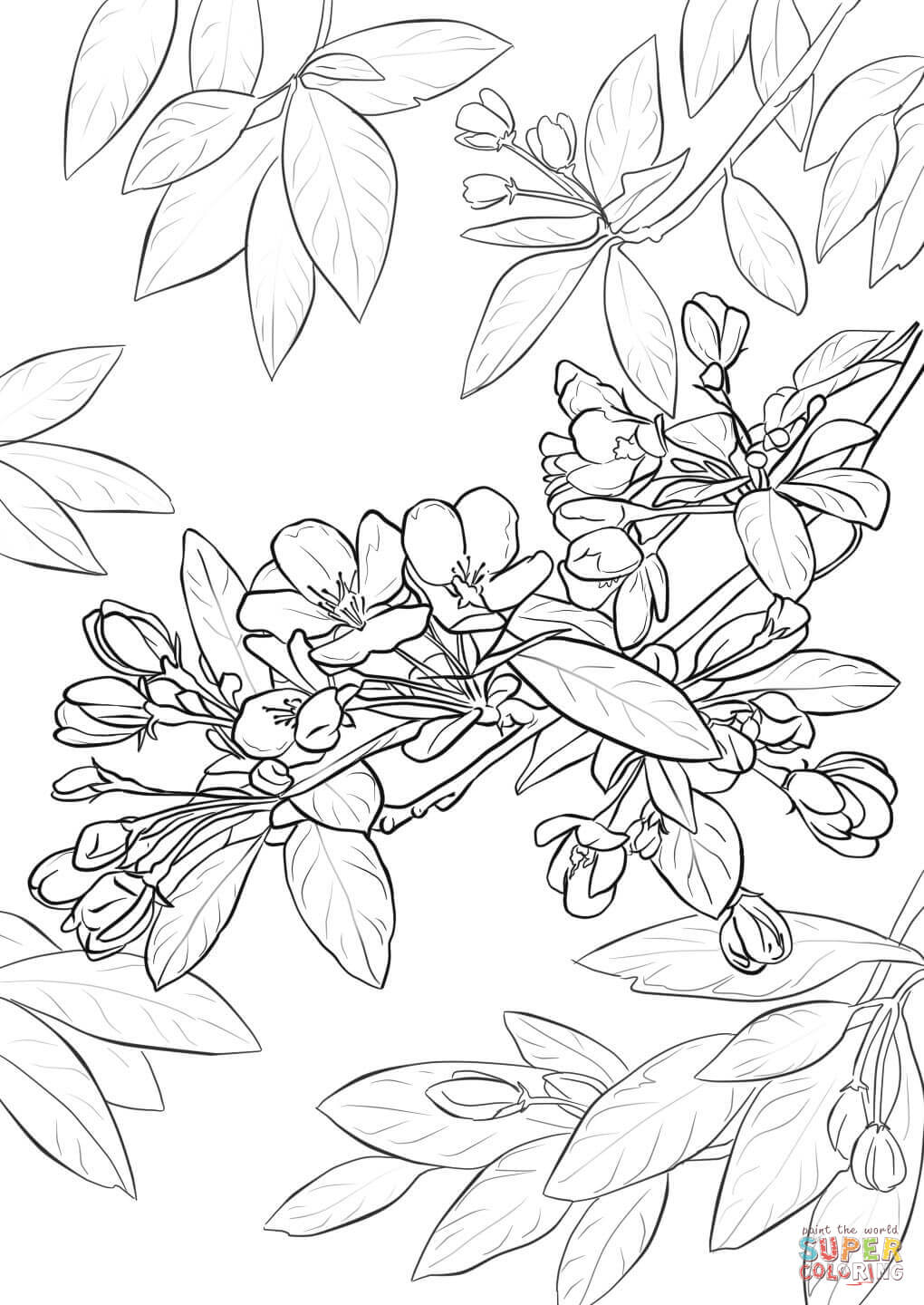Apple Blossom coloring #18, Download drawings