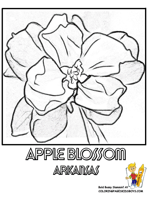 Apple Blossom coloring #15, Download drawings