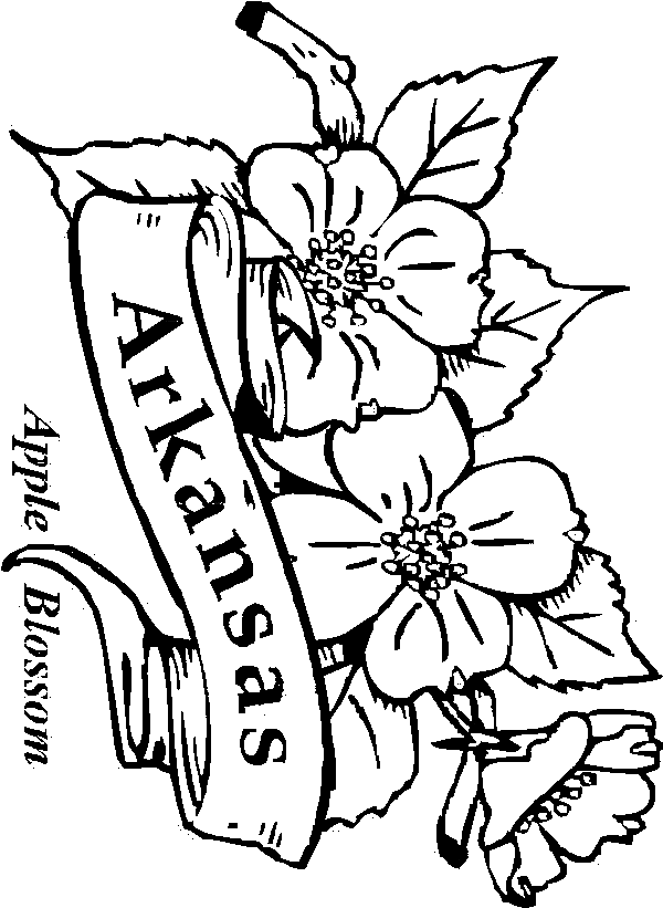 Apple Blossom coloring #4, Download drawings