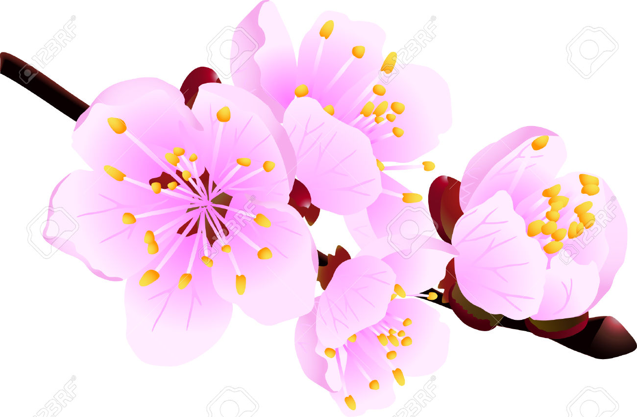 Apricot Blossom clipart #2, Download drawings