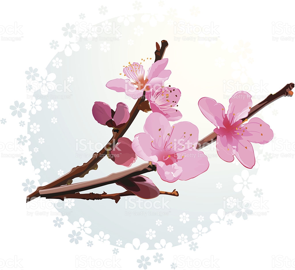 Apricot Blossom clipart #12, Download drawings