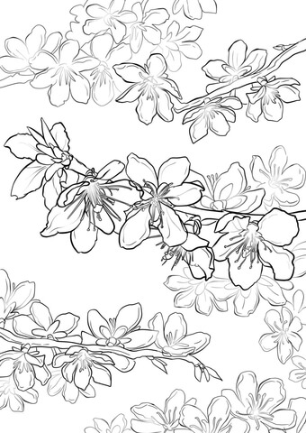 Apricot Blossom coloring #15, Download drawings