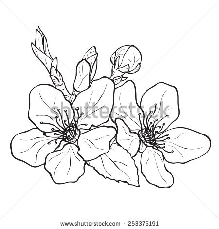 Apricot Blossom coloring #1, Download drawings