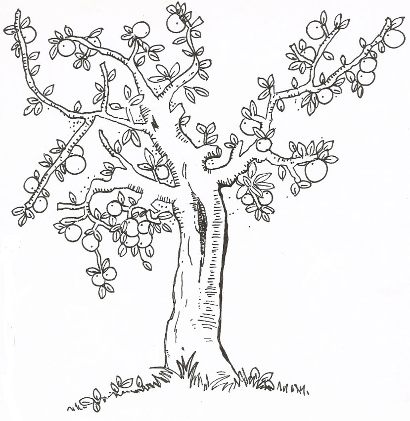Apricot Tree coloring #20, Download drawings
