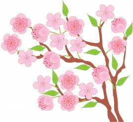 Apricot Blossom svg #18, Download drawings