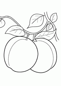Apricot coloring #6, Download drawings
