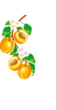 Apricot Tree svg #7, Download drawings
