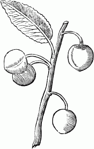 Apricot Tree coloring #11, Download drawings
