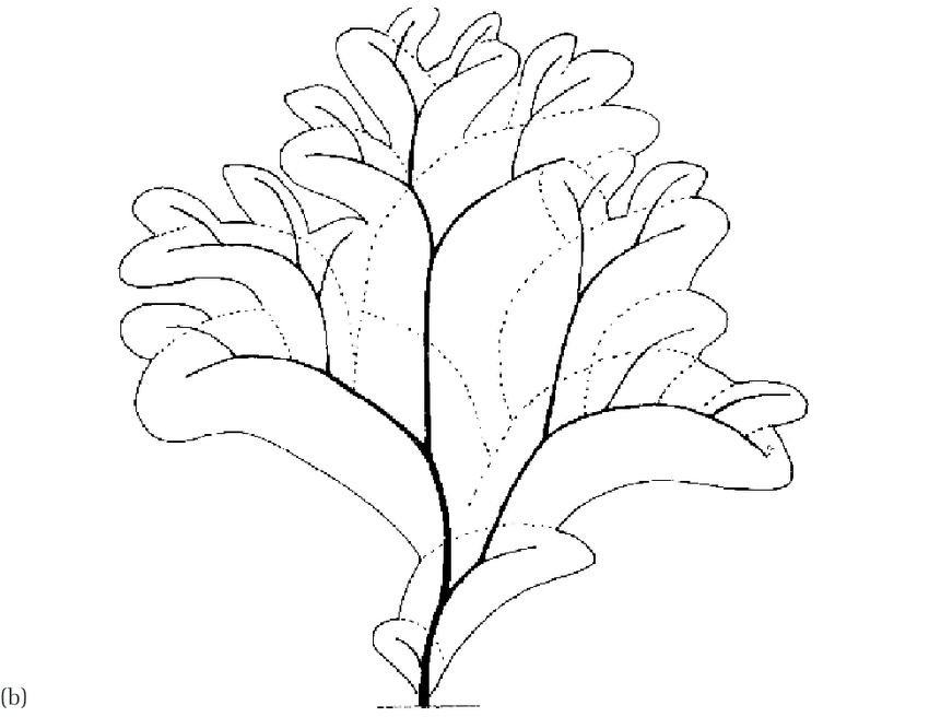 Apricot Tree coloring #6, Download drawings
