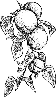 Apricot Tree coloring #7, Download drawings