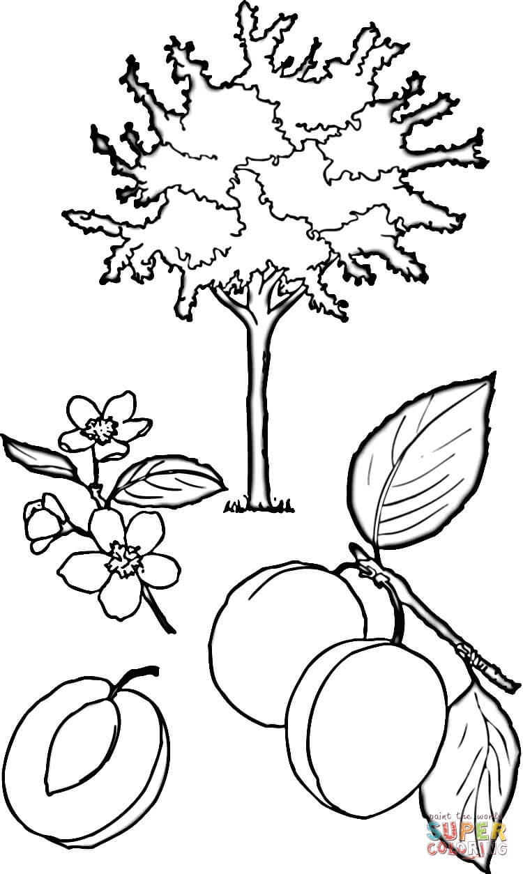 Apricot Tree coloring #9, Download drawings
