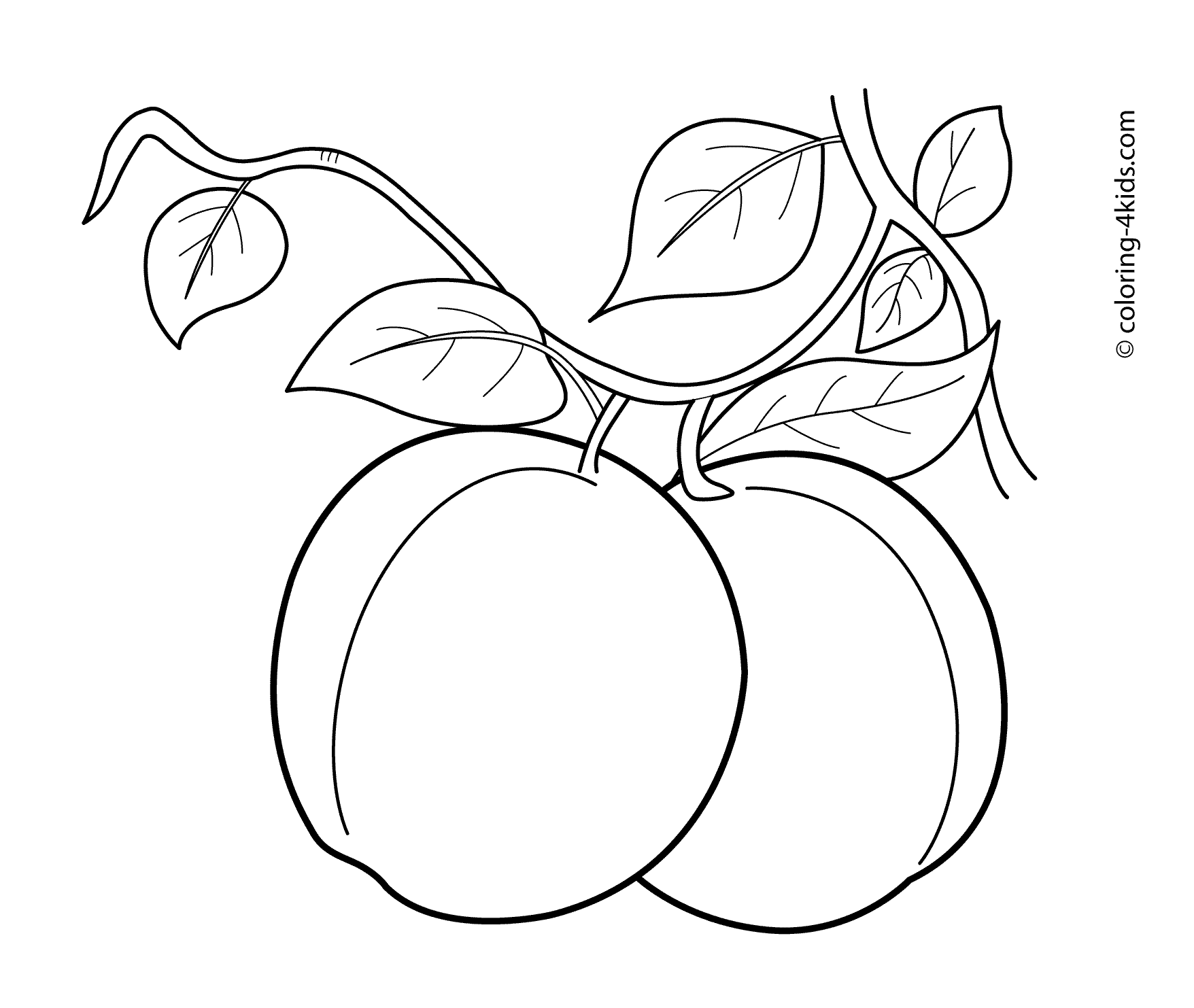 Apricot coloring #4, Download drawings