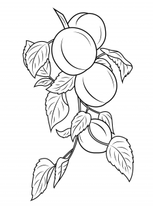 Apricot Tree coloring #19, Download drawings