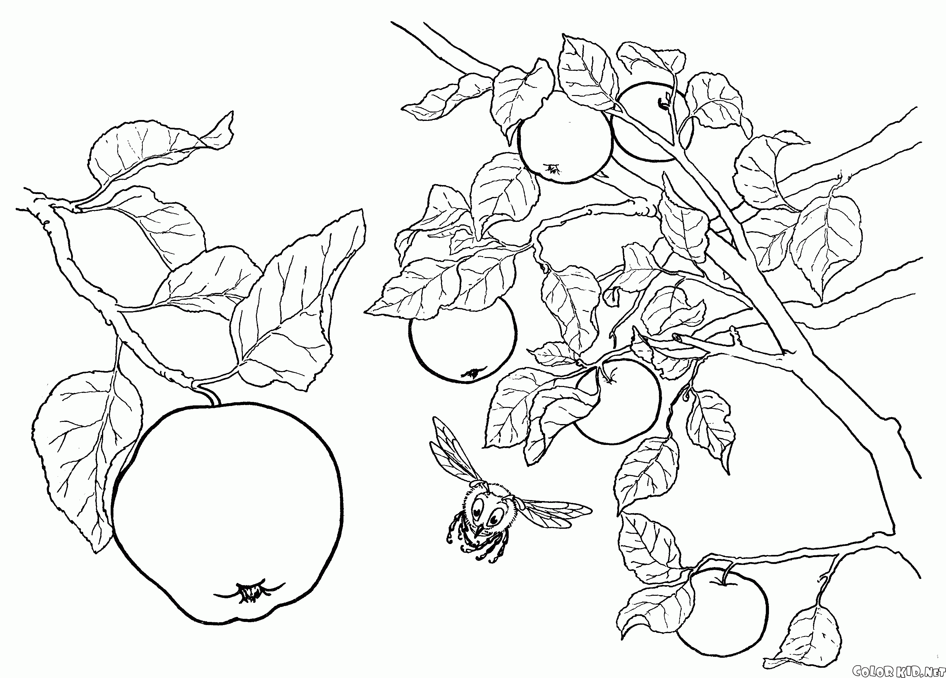 Apricot Tree coloring #2, Download drawings