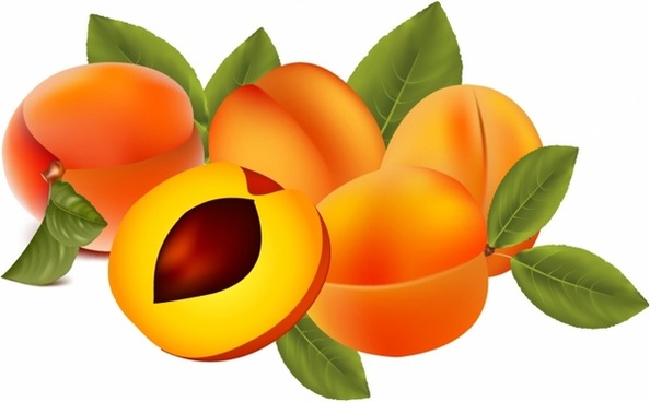 Apricot Tree svg #20, Download drawings