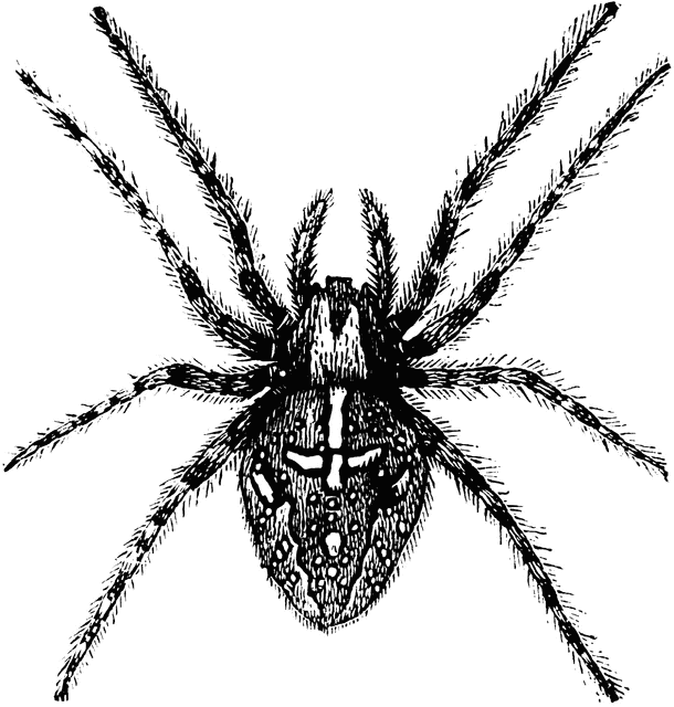 Arachnid clipart #5, Download drawings