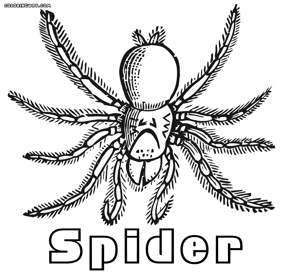 Arachnid coloring #5, Download drawings