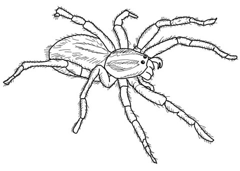 Arachnid coloring #16, Download drawings