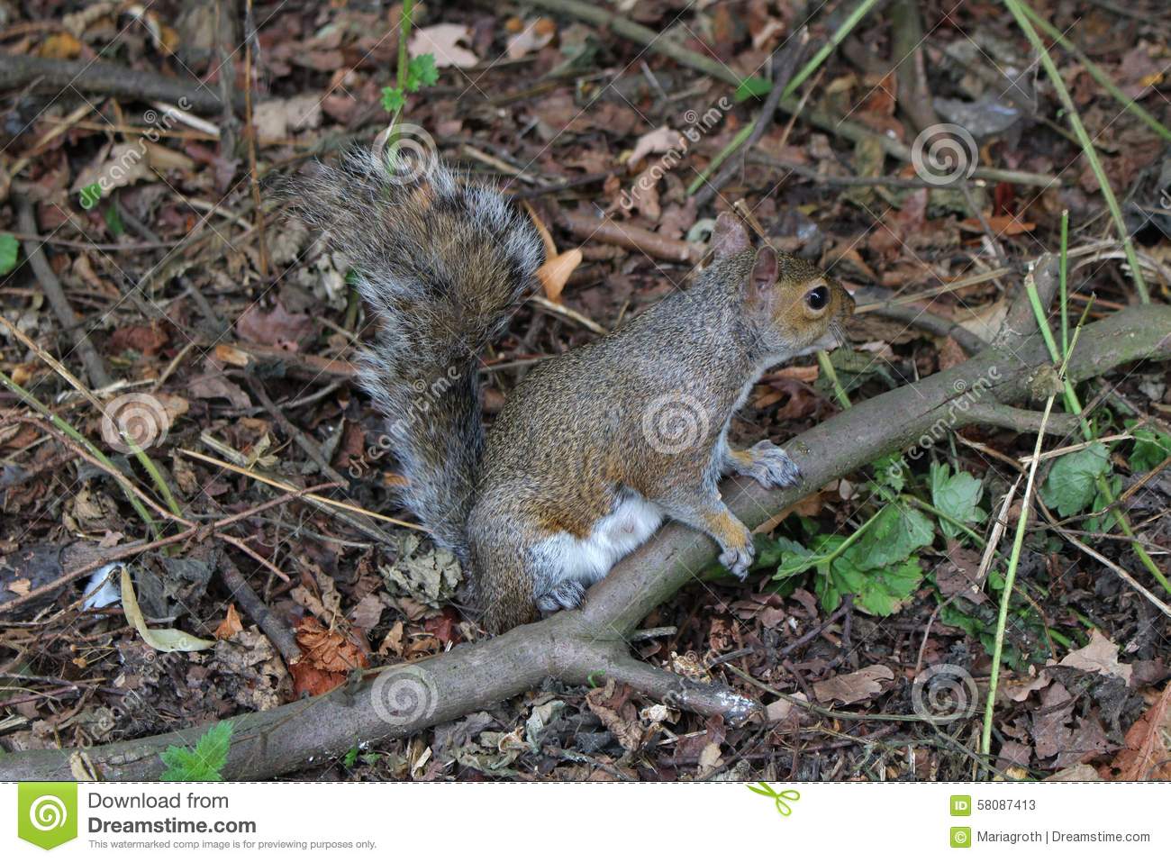 Arboreal Rodent clipart #20, Download drawings