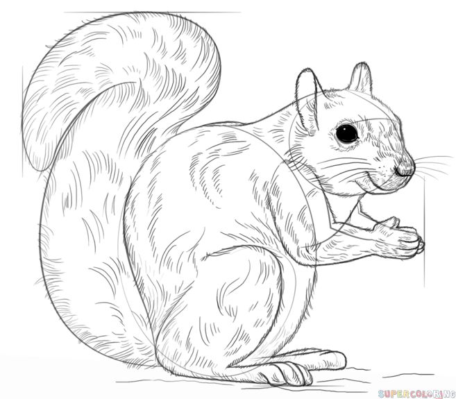 Arboreal Rodent coloring #4, Download drawings