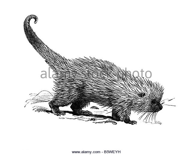Arboreal Rodent coloring #10, Download drawings
