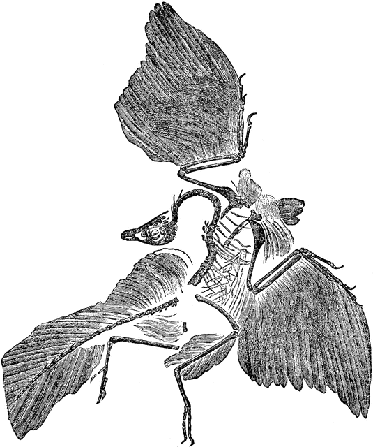 Archaeopteryx clipart #11, Download drawings