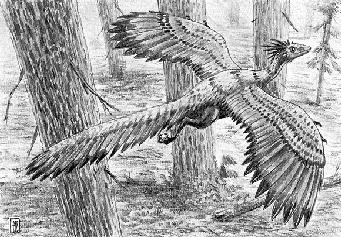 Archaeopteryx coloring #11, Download drawings