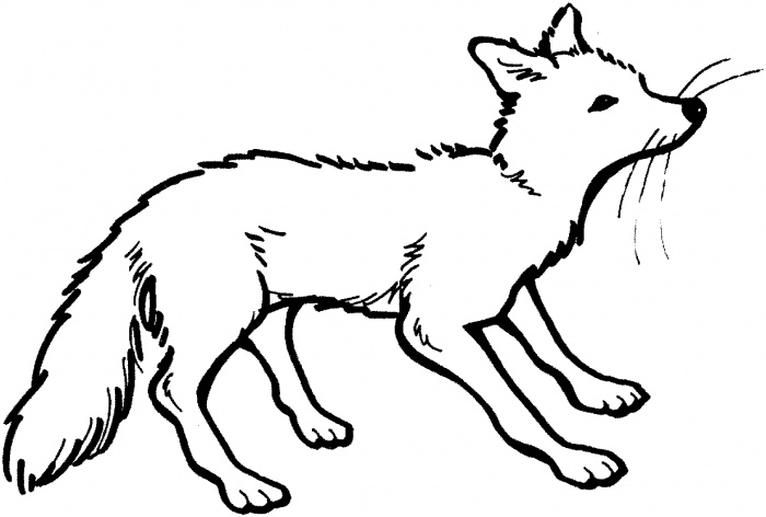 Arctic Fox coloring #4, Download drawings