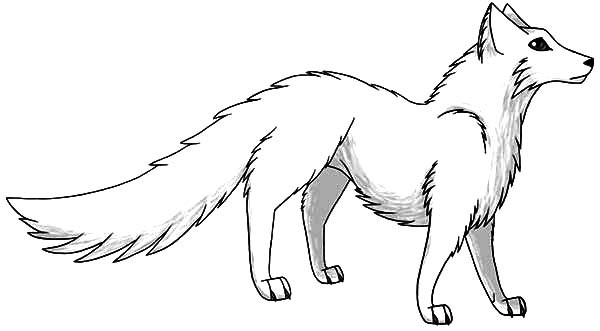 Arctic Fox coloring #5, Download drawings