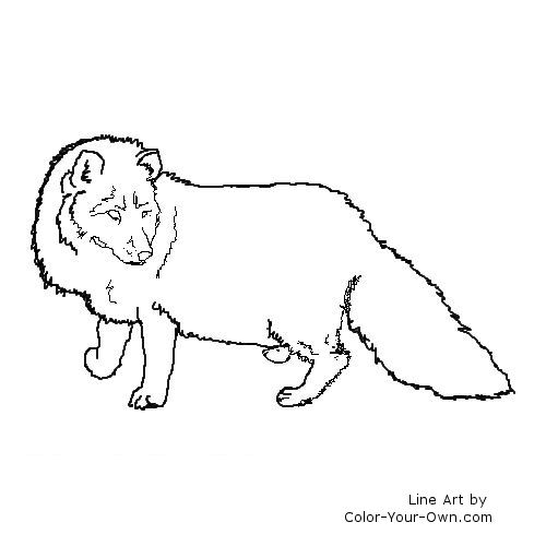 Polar Fox coloring #10, Download drawings