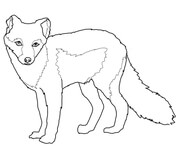 Arctic Fox coloring #20, Download drawings
