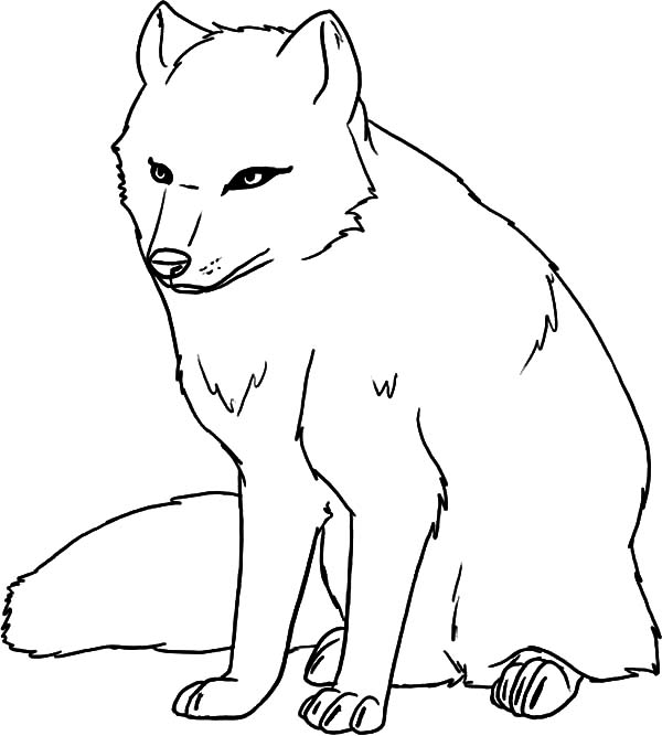 Arctic Fox coloring #7, Download drawings