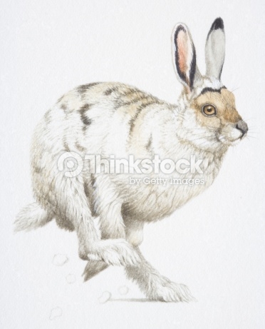 Arctic Hare clipart #10, Download drawings
