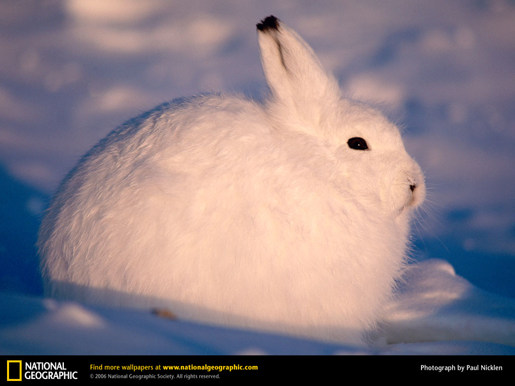 Arctic Hare clipart #14, Download drawings