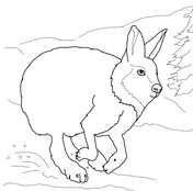 Hare coloring #11, Download drawings