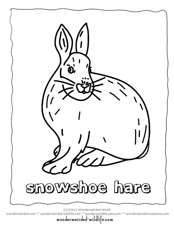 Arctic Hare coloring #7, Download drawings
