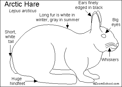 Arctic Hare coloring #2, Download drawings