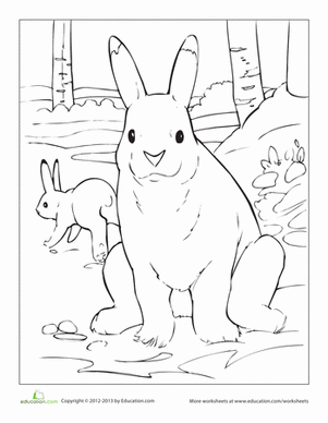 Arctic Hare coloring #10, Download drawings