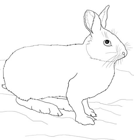 Arctic Hare coloring #16, Download drawings