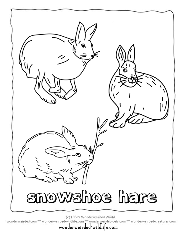 Arctic Hare coloring #5, Download drawings