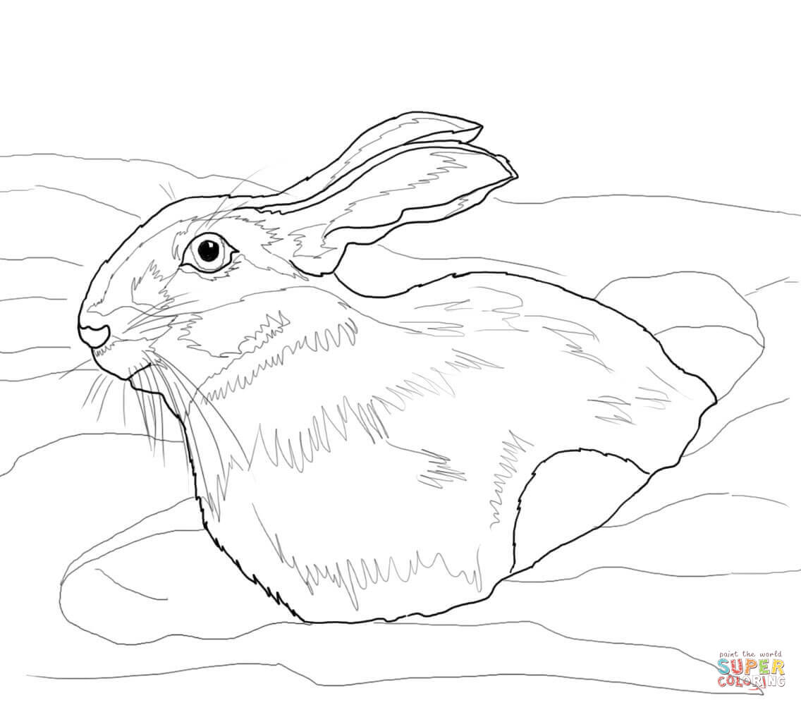 Arctic Hare coloring #12, Download drawings