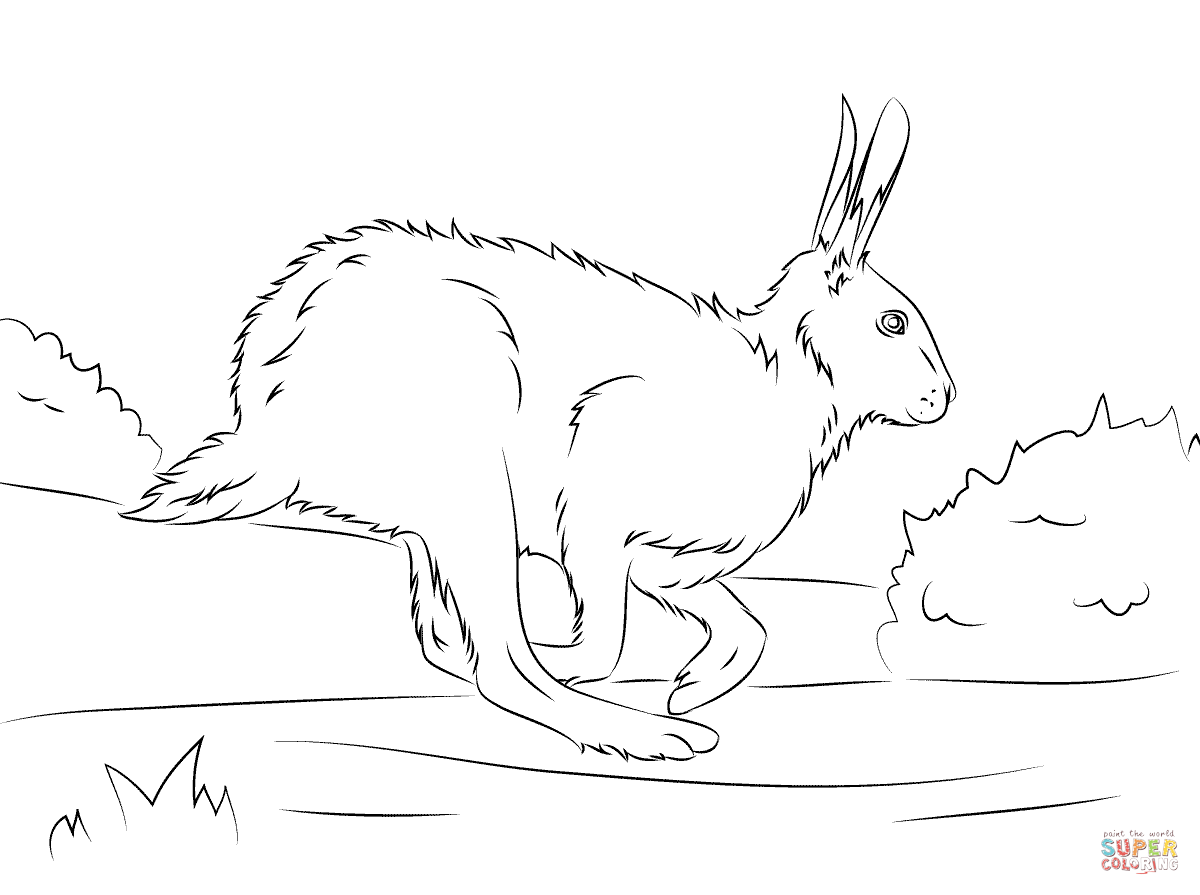 Arctic Hare coloring #17, Download drawings