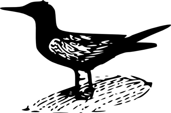 Arctic Tern svg #19, Download drawings