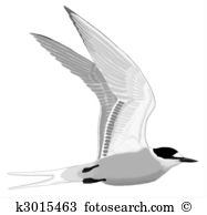 Arctic Tern clipart #8, Download drawings